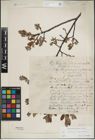 Foto von Salix lapponum L. x Salix myrtilloides L.